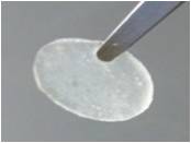 Cellcampus® 鳞源I型胶原