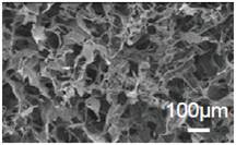 Cellcampus® 鳞源I型胶原