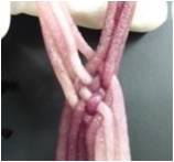 Cellcampus® 鳞源I型胶原