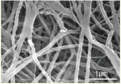 Cellcampus® 鳞源I型胶原