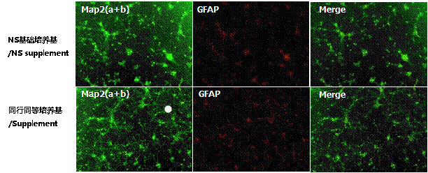 NS神经细胞基础培养基