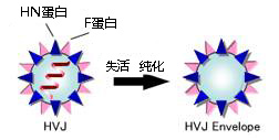 EX 仙台病毒包膜细胞融合试剂