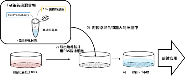 新型蛋白转染试剂：ProteoCarry