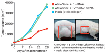 AteloGene® siRNA活体转染试剂盒