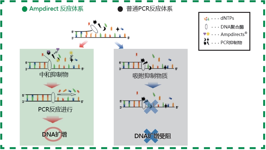 新型PCR 扩增缓冲液