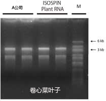 ISOSPIN Plant RNA