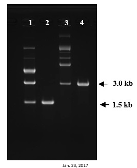长单链DNA（ssDNA）制备试剂盒