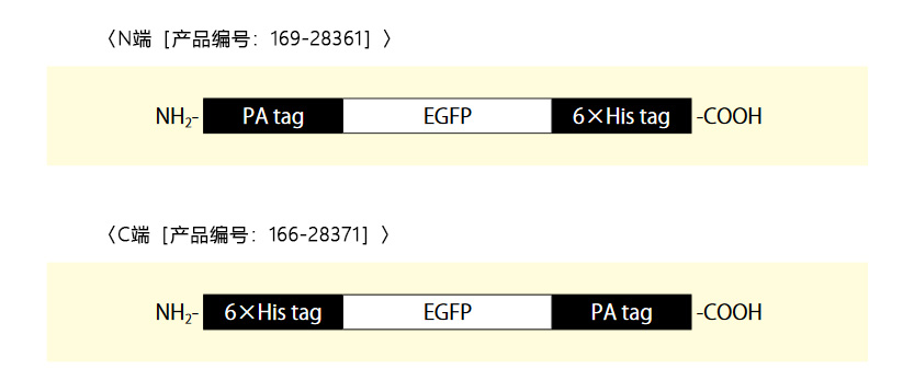 PA tag-EGFP-6×His tag，重组，溶液