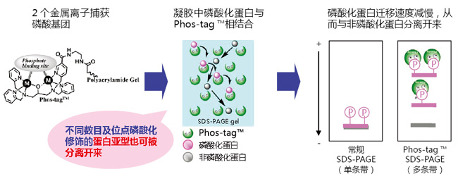 Phos-tag™ 丙烯酰胺