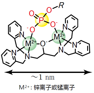 Phos-tag™ 质谱分析试剂盒