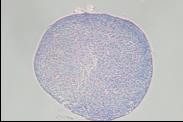 CiMS™ 人间充质干细胞用无血清培养基