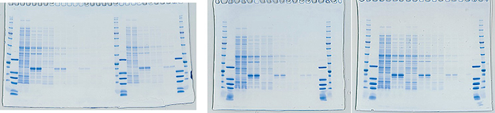 マルチレーンゲル電気泳動槽 | 8x14cmゲル | PAGE スラブ電気泳動槽 | アトー製品情報 | ATTO