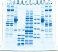コンパクトPAGE Ace Twin | 6x6cmゲル | PAGE スラブ電気泳動槽 | アトー製品情報 | ATTO