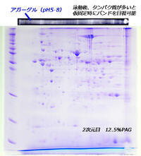 等電点電気泳動用アガロースゲル | 等電点泳動用アガロースゲル | 電気泳動既製ゲル | アトー製品情報 | ATTO