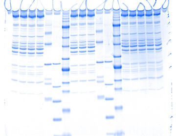 LuminoGraphⅠ （ルミノグラフⅠ） | 高感度化学発光撮影装置 | ゲル撮影・イメージング | アトー製品情報 | ATTO