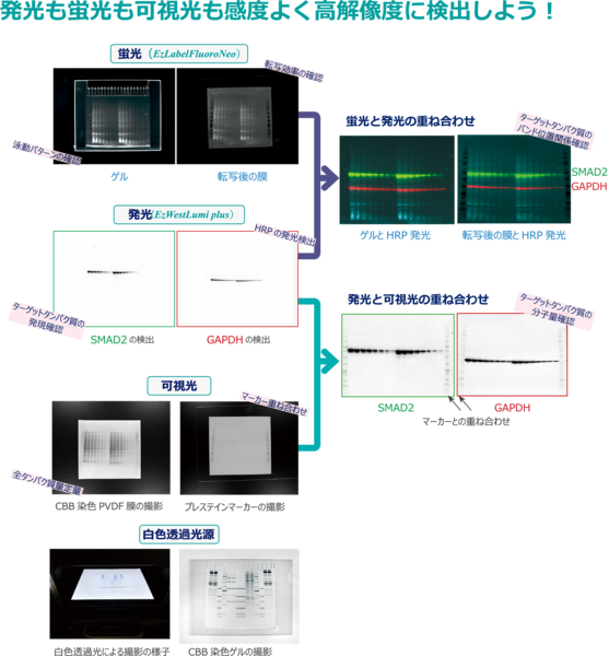 LuminoGraphⅢ | 高感度化学発光撮影装置 | ゲル撮影・イメージング | アトー製品情報 | ATTO
