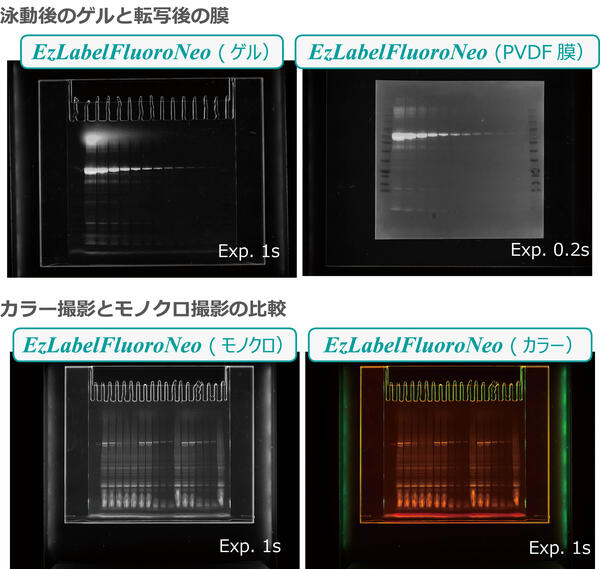 プリントグラフClassic | 蛍光・可視光ゲル撮影システム | ゲル撮影・イメージング | アトー製品情報 | ATTO