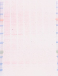 EzStain AQua MEM （イージーステイン アクア MEM） | ブロッティング・膜染脱色試薬 | 試薬 | アトー製品情報 | ATTO