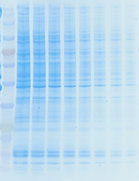 EzStain AQua MEM （イージーステイン アクア MEM） | ブロッティング・膜染脱色試薬 | 試薬 | アトー製品情報 | ATTO