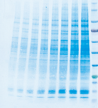 EzStain AQua MEM （イージーステイン アクア MEM） | ブロッティング・膜染脱色試薬 | 試薬 | アトー製品情報 | ATTO