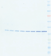 EzStain AQua MEM （イージーステイン アクア MEM） | ブロッティング・膜染脱色試薬 | 試薬 | アトー製品情報 | ATTO