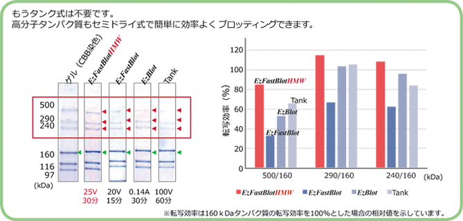 EzFastBlot HMW （イージーファストブロットHMW） | ブロッティング・ブロッティング試薬 | 試薬 | アトー製品情報 | ATTO