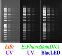 EzFluoroStainDNA  （イージーフロロステイン DNA） | 電気泳動・ゲル染色試薬 | 試薬 | アトー製品情報 | ATTO