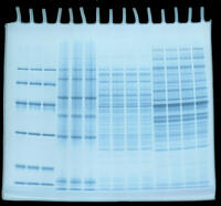 EzStain Reverse （イージーステイン リバース） | 電気泳動・ゲル染色試薬 | 試薬 | アトー製品情報 | ATTO