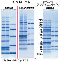 EzRun MOPS （イージーランMOPS） | 電気泳動・泳動バッファー | 試薬 | アトー製品情報 | ATTO