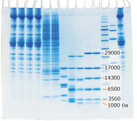 EzRunT （イージーランT） | 電気泳動・泳動バッファー | 試薬 | アトー製品情報 | ATTO
