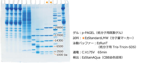 EzRunT （イージーランT） | 電気泳動・泳動バッファー | 試薬 | アトー製品情報 | ATTO