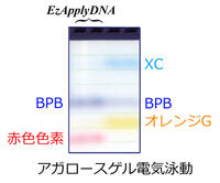 Ez Apply DNA（イージーアプライDNA） | 電気泳動・サンプル調製試薬 | 試薬 | アトー製品情報 | ATTO