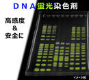 Ez Apply DNA（イージーアプライDNA） | 電気泳動・サンプル調製試薬 | 試薬 | アトー製品情報 | ATTO