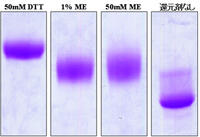 EzApply （イージーアプライ） | 電気泳動・サンプル調製試薬 | 試薬 | アトー製品情報 | ATTO