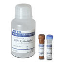 EzSubcell Fraction （イージーサブセル フラクション） | 抽出関連試薬/細胞・タンパク質可溶化剤 | 試薬 | アトー製品情報 | ATTO