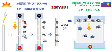 ディスクラン Ace | コンパクト／ミニゲルサイズ | 二次元／等電点電気泳動 | アトー製品情報 | ATTO