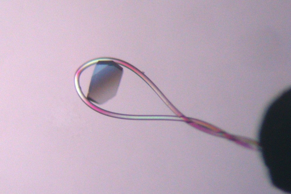 18 mm Mounted CryoLoop™ - 20 micron