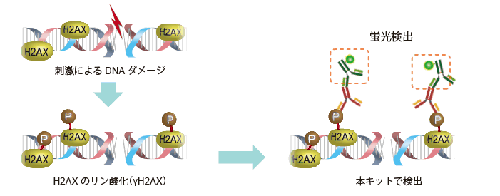 DNAダメージ検出抗体 DNA Damage Detection Kit - γH2AX　- Deep Red　