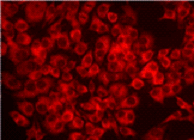 DNAダメージ検出抗体 Anti-Nitroguanosine monoclonal antibody(Clone#NO2G52)　