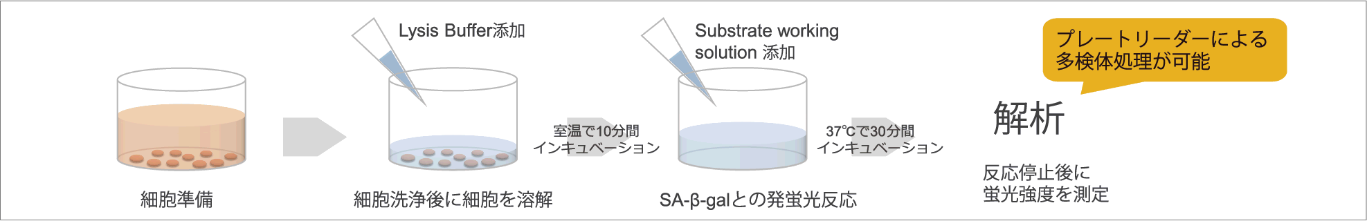 老化細胞検出キット（マイクロプレート用） Cellular Senescence Plate Assay Kit - SPiDER-βGal　