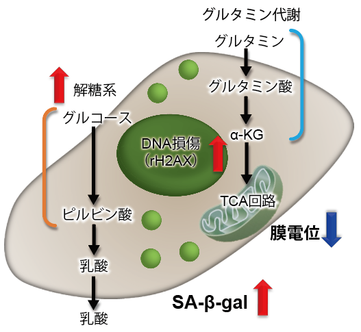 老化細胞検出キット Cellular Senescence Detection Kit - SPiDER-βGal　