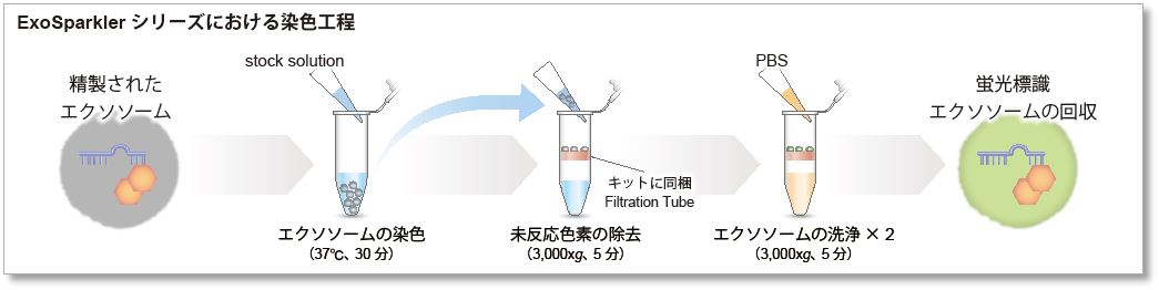 エクソソーム タンパク質蛍光染色キット Red ExoSparkler Exosome Protein Labeling Kit-Red　