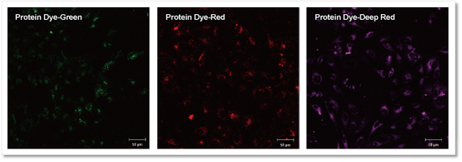 エクソソーム タンパク質蛍光染色キット Red ExoSparkler Exosome Protein Labeling Kit-Red　