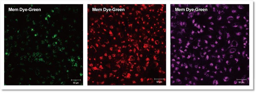 エクソソーム 膜蛍光染色キット Red ExoSparkler Exosome Membrane Labeling Kit-Red　