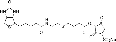 ビオチン標識試薬 Biotin-SS-Sulfo-OSu　
