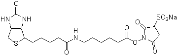 ビオチン標識試薬 Biotin-AC5 Sulfo-OSu　