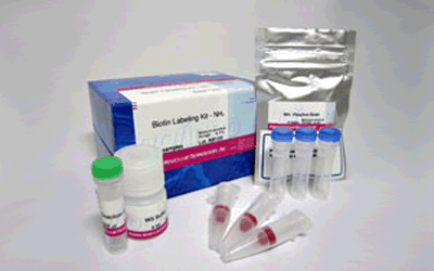 抗体標識キット Ab-10 Rapid Biotin Labeling Kit　