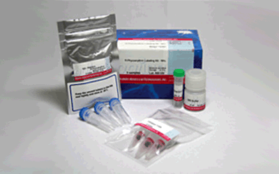 抗体・タンパク質標識キット R-Phycoerythrin Labeling Kit - SH　