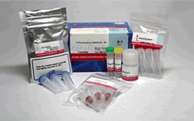 抗体・タンパク質標識キット R-Phycoerythrin Labeling Kit - NH2　