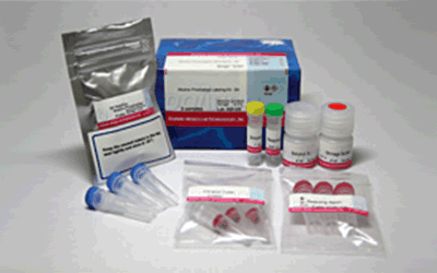 抗体・タンパク質標識キット Alkaline Phosphatase Labeling Kit - SH　